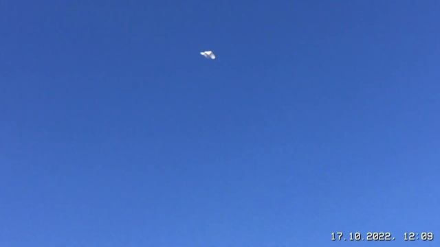 #Pigeons.Проверка молодых. смотреть онлайн