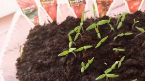 Как легко снять семечко с ростка/ Что делать, если росток не сбросил семенную оболочку