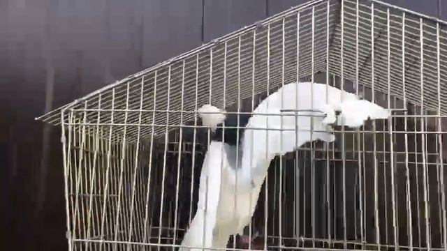 Пермский гривун Сергея Ходякова время 12ч 47мин смотреть онлайн