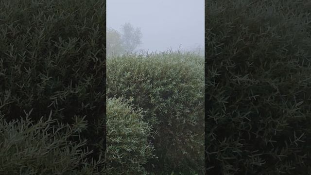 день рождения Бодхидхармы 2023 смотреть онлайн