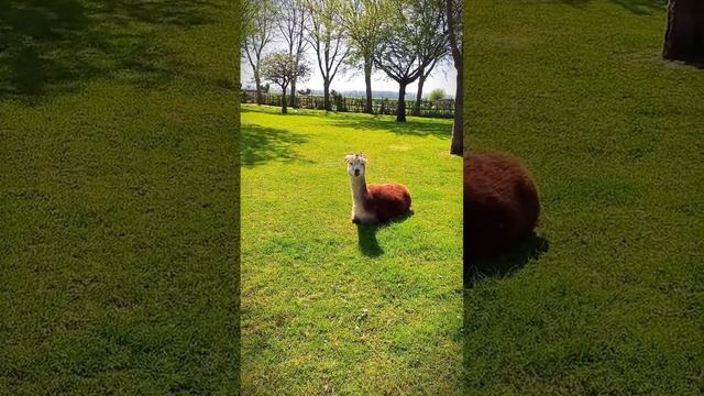 Лама / Животные и природа / Нидерланды (Голландия) #shorts смотреть онлайн
