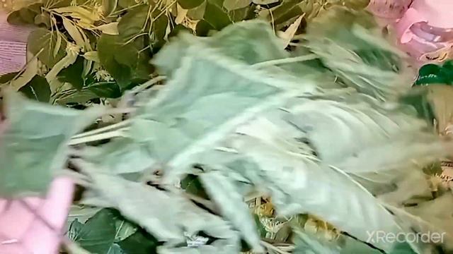 ЛИПА! НАСТОЯЩЕЕ ЛЕКАРСТВО от многих недугов. Как сушить липу и как сделать ЛИМОНАД из липы