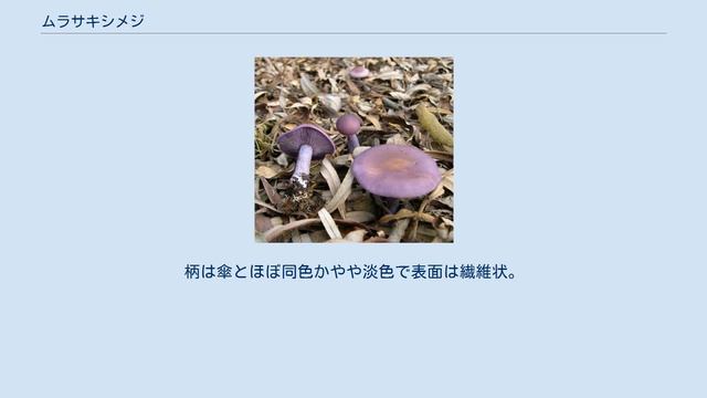 ムラサキシメジ смотреть онлайн