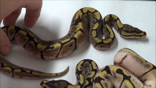 Clutch 13#2 (post shed) смотреть онлайн