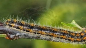 КАК БОРОТЬСЯ С ГУСЕНИЦАМИ В САДУ