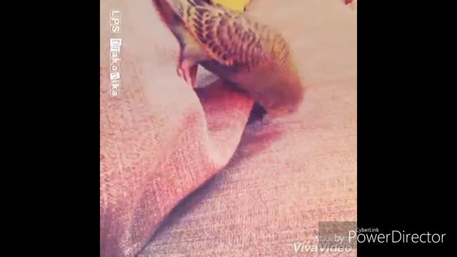 Попугай :Винни и замок от подушки смотреть онлайн