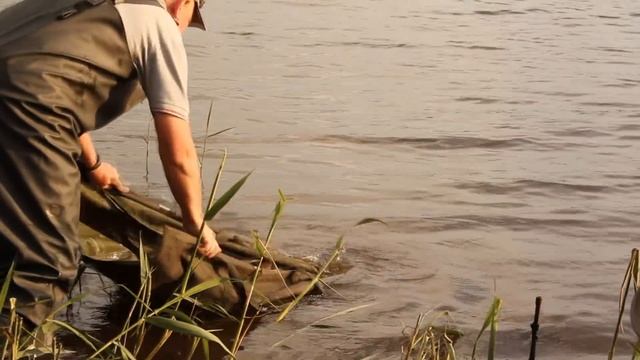 Рыбалка на больших карпов и амуров 2018.Кубок удачи на марьевском водохранилище смотреть онлайн