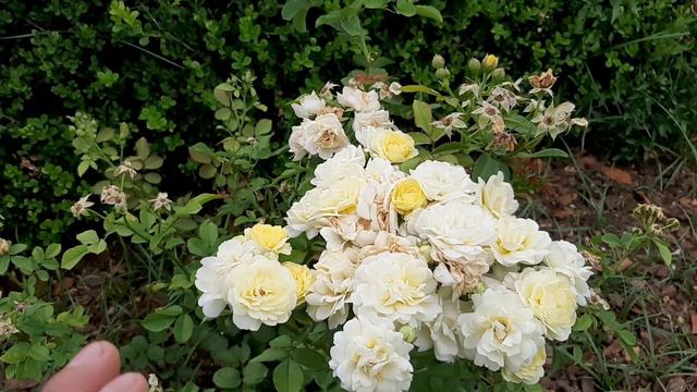 El Rosedal de Rosario parte 2 - roseraie - rose garden - roses - rosiers - rosas - роз смотреть онлайн