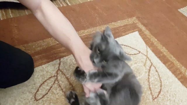 True touch glove (cat demo) смотреть онлайн