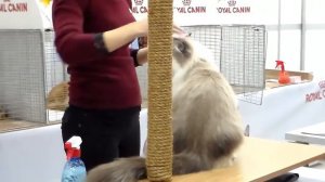 Сибирский Красавец, Сибирская Порода, Породы Кошек