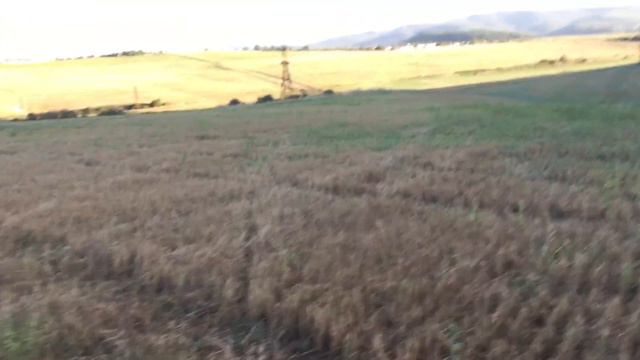 Алтайский балобан Хела-ещё одна притрава на фазана смотреть онлайн