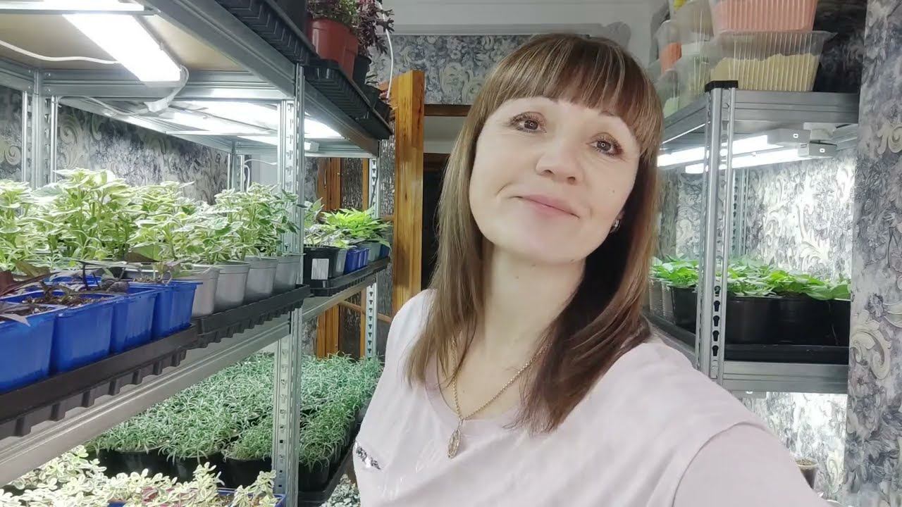 Рассада цветов и овощей растет как на дрожжах. Выращиваю рассаду в доме .Обзор в феврале. смотреть онлайн