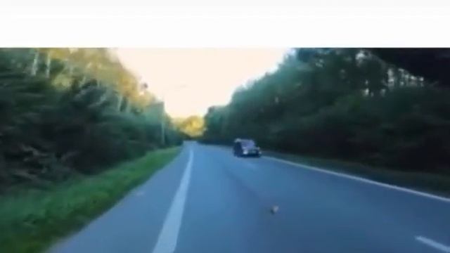 ВЫСШЕЕ БЛАГОРОДСТВО ЧЕЛОВЕКА - СПАСАТЬ И ПОМОГАТЬ ЖИВОТНЫМ !!! смотреть онлайн