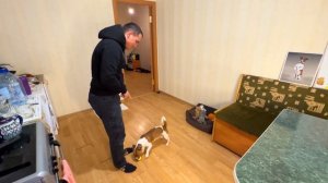 Команды без голоса / Как Честер выполняет команды по жестам / ChesterKvik