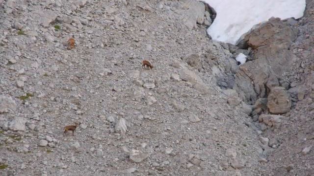 Picos 2009 смотреть онлайн