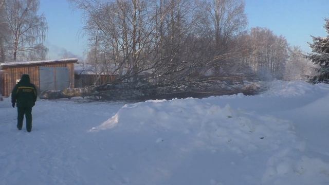 спилили старую березу у гаража смотреть онлайн