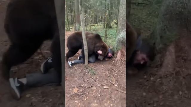 Русский медведь борется с людьми по правилам вольной борьбы и бразильского джиу-джитсу