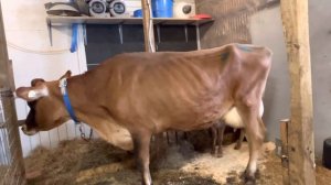 И сколько Джерси даёт молока? Сколько молока даёт Джерси Ритзи? Мне стыдно.....