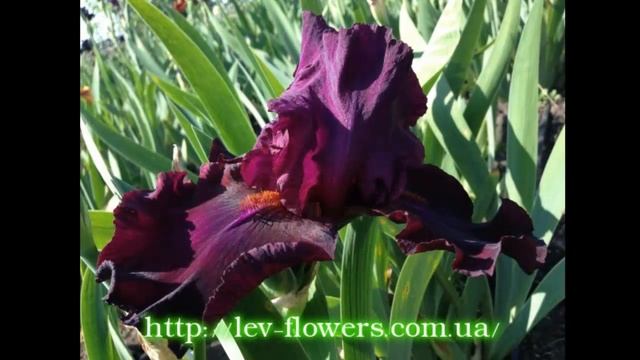 #Ирисы3 #Сад цветов Екатерины Ляшенко смотреть онлайн