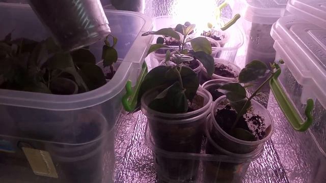 Бугенвиллея, укоренение, обрезка