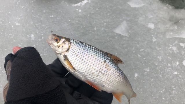 ЛОВЛЯ КРУПНОЙ ПЛОТВЫ И ОКУНЯ/ ПЕРВЫЙ ЛЁД / ГДЕ ИСКАТЬ РЫБУ смотреть онлайн