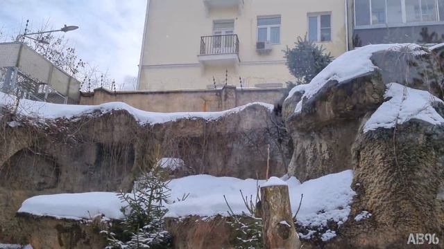 Росомаха в Московском зоопарке смотреть онлайн