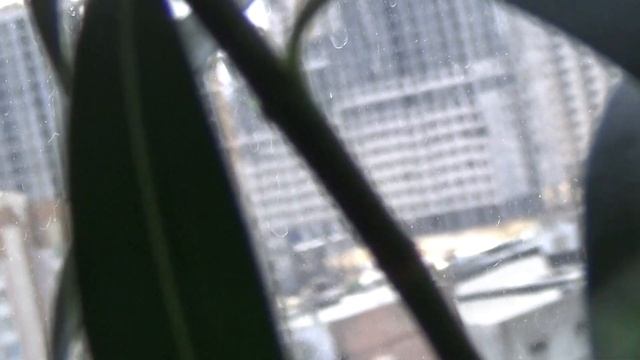 #497.Какие новости в моём цветочном царстве,глориоза с бутонами смотреть онлайн