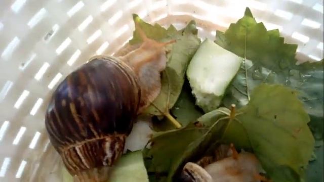 Улитки самые неприхотливые питомцы. смотреть онлайн