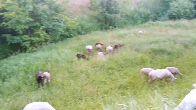 Овцы на продажу, все что осталось от отары/Овцеводство и Козоводство смотреть онлайн