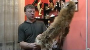 Таксидермия, изготовление чучела лисы