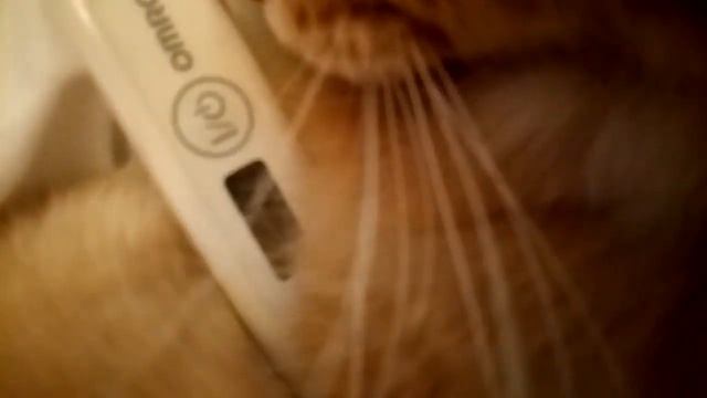 Пробую коту засунуть градусник в 5 точку?? смотреть онлайн