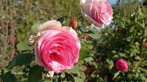 #розы #сад14 октября 2023 Роза Фест Леди  First Lady  Tantau Германия, 2005Шрабы