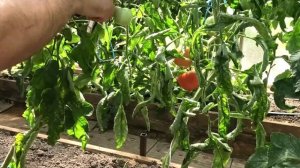 ? Томат МАЗАРИНИ| Очередной любимчик широкой публики