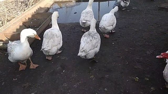 Донбасский гусь, инкубационные яйца. смотреть онлайн