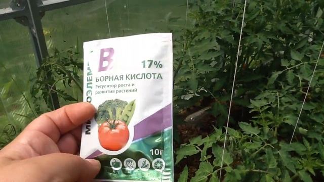 Томаты цветут - опрыскиваю этим средством для завязывания плодов !!! смотреть онлайн