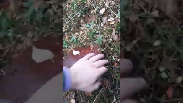 Белый гриб - гигант) снимали на бегу, публиковать не планировали. 20-е числа октября 2022 год. смотреть онлайн