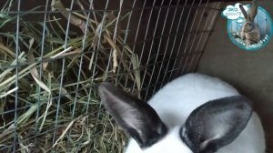 Сенники/ясли для кроликов: