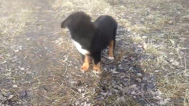 18.04.2015 Дюрбахлер Клаб Эрли Голд. 4,5 месяца смотреть онлайн