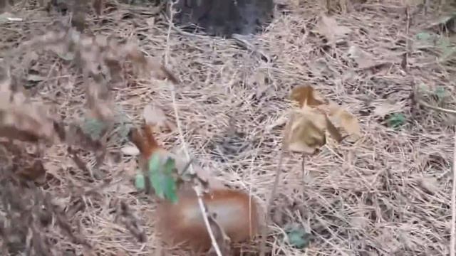 Так рано?! | Белки МЕНЯЮТ шубку?! ? | Осень ? | Лес ? смотреть онлайн