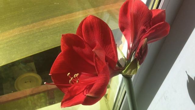 С БЛАГОВЕЩЕНИЕМ и ЮБИЛЕЕМ! Наш семейный цветок! ГИППЕАСТРУМ! смотреть онлайн