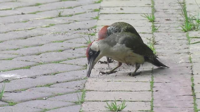 Жовна зелена / Picus viridis / Зелёный дятел смотреть онлайн