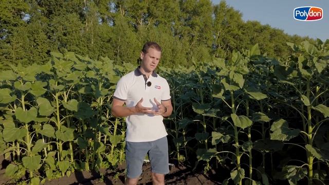 Кукуруза и подсолнечник MAS Seeds + листовое питание Polydon - Часть 1 смотреть онлайн