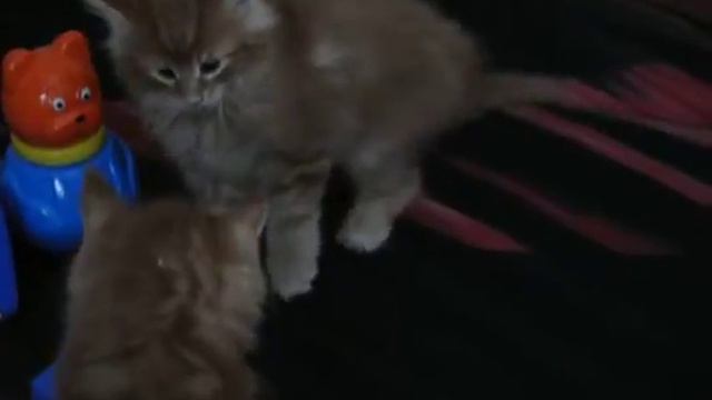 Котята мейн кун. Питомник Wild beast смотреть онлайн