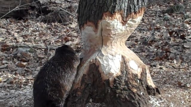 Beaver Cutting Tree Day 24 смотреть онлайн