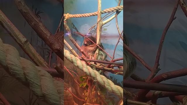 Ленивец с обезьяной смотреть онлайн