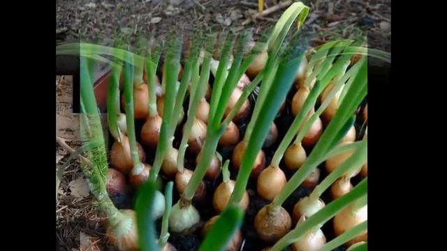 посев семян земляники в торфяные таблетки 2 смотреть онлайн