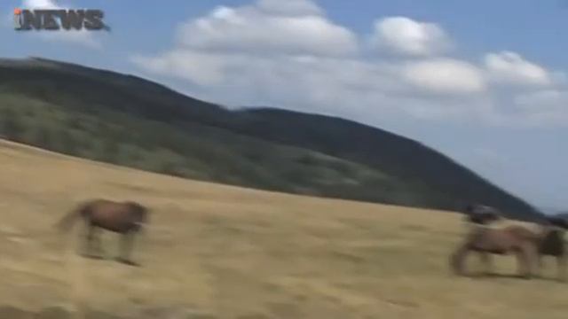 Каракачански коне смотреть онлайн