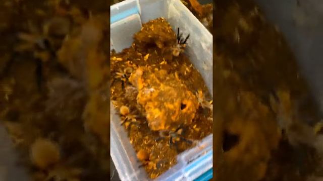 Tarantulas Can Be A Hand Full Sometimes… (M. Balfouri Communal) GONE WRONG!!