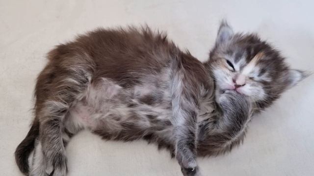 A Clean Kitten Is a Happy Kitten! смотреть онлайн