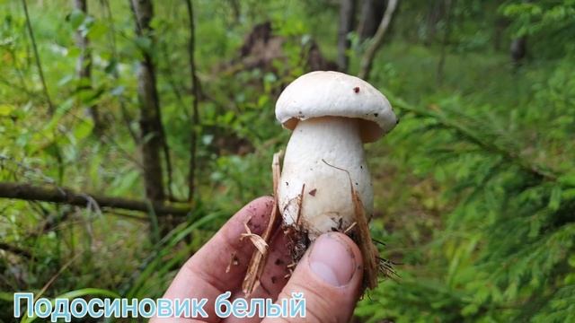 Все виды подосиновиков 2019 ! Итоги за 2019 год ! Грибы 2019 ! смотреть онлайн